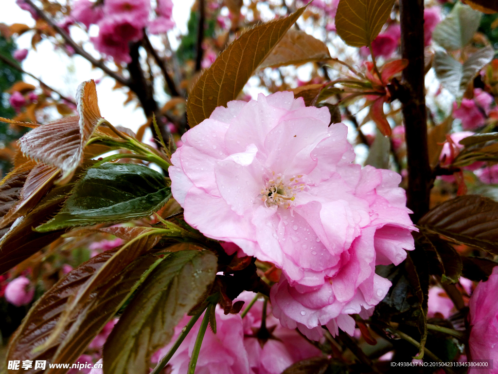 樱花