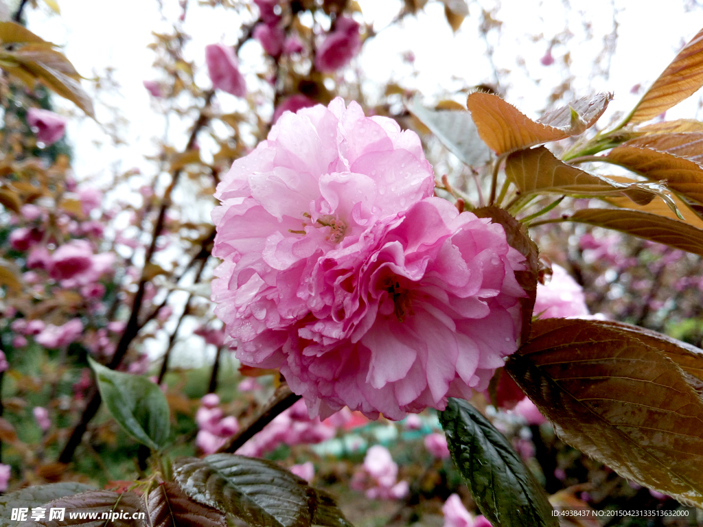 樱花