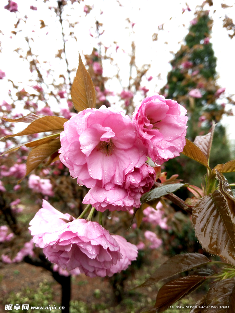 樱花