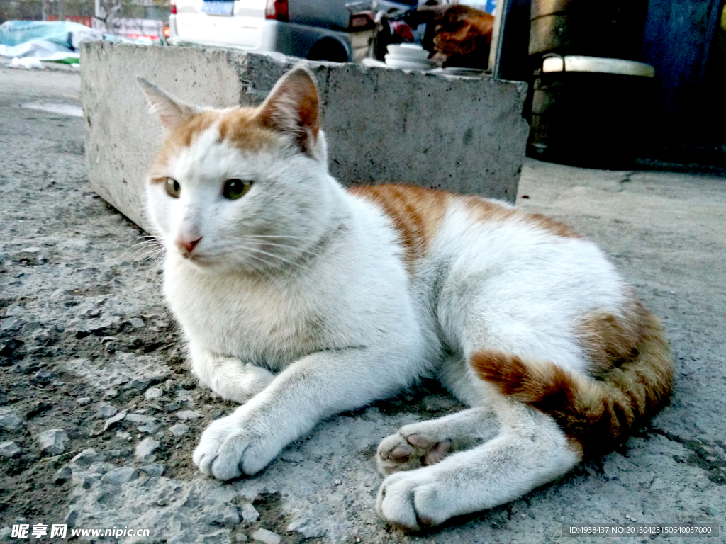 猫
