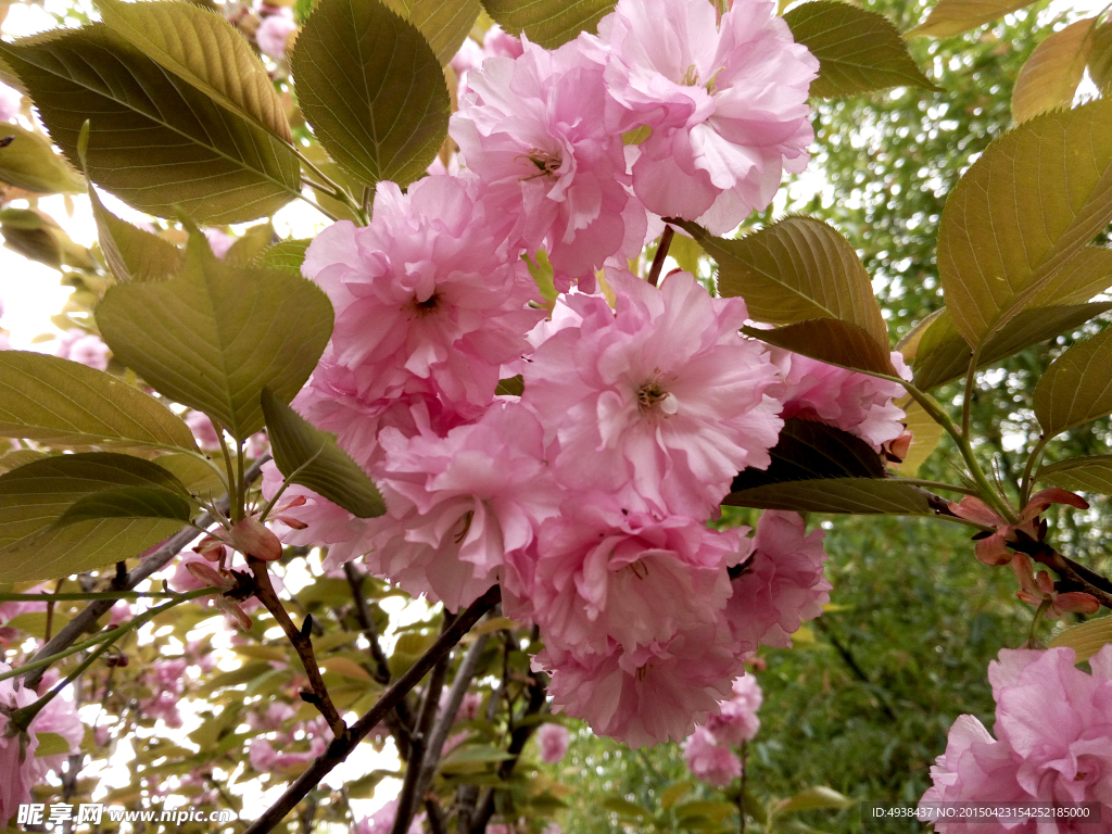 樱花