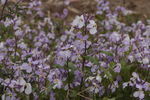 缤纷野花