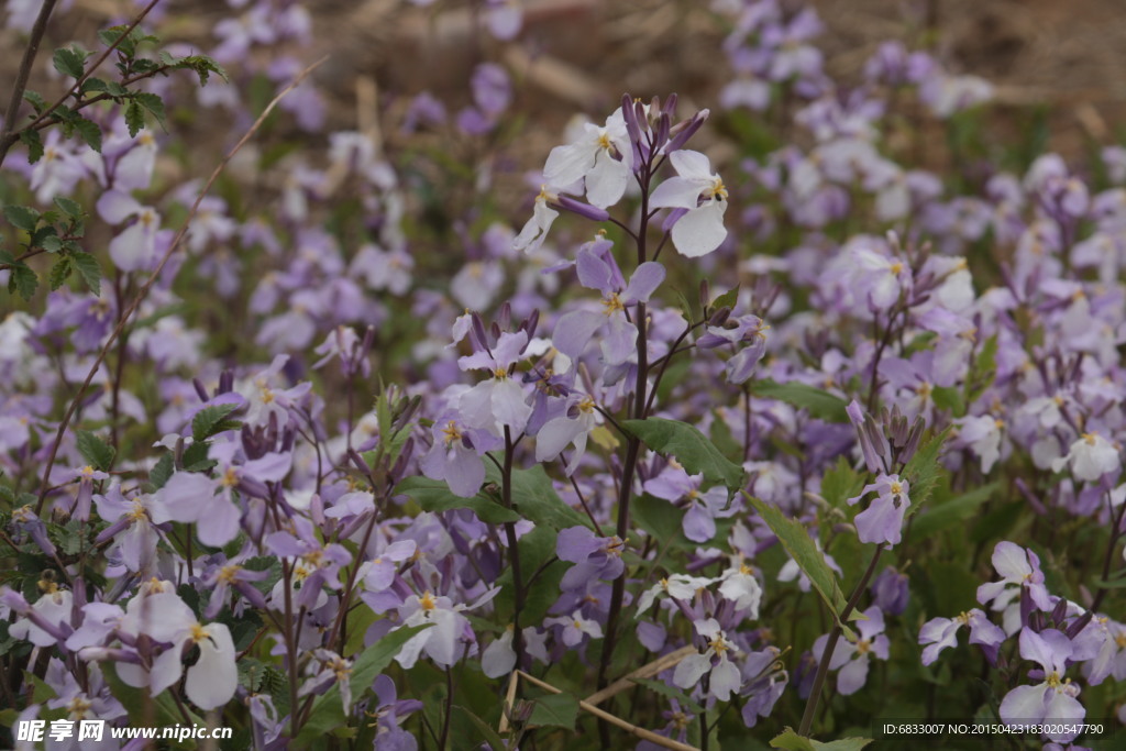 缤纷野花