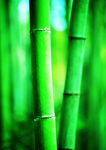 竹林 背景