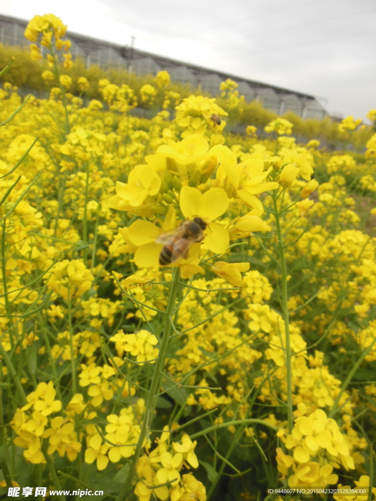 油菜花