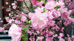 粉色桃花