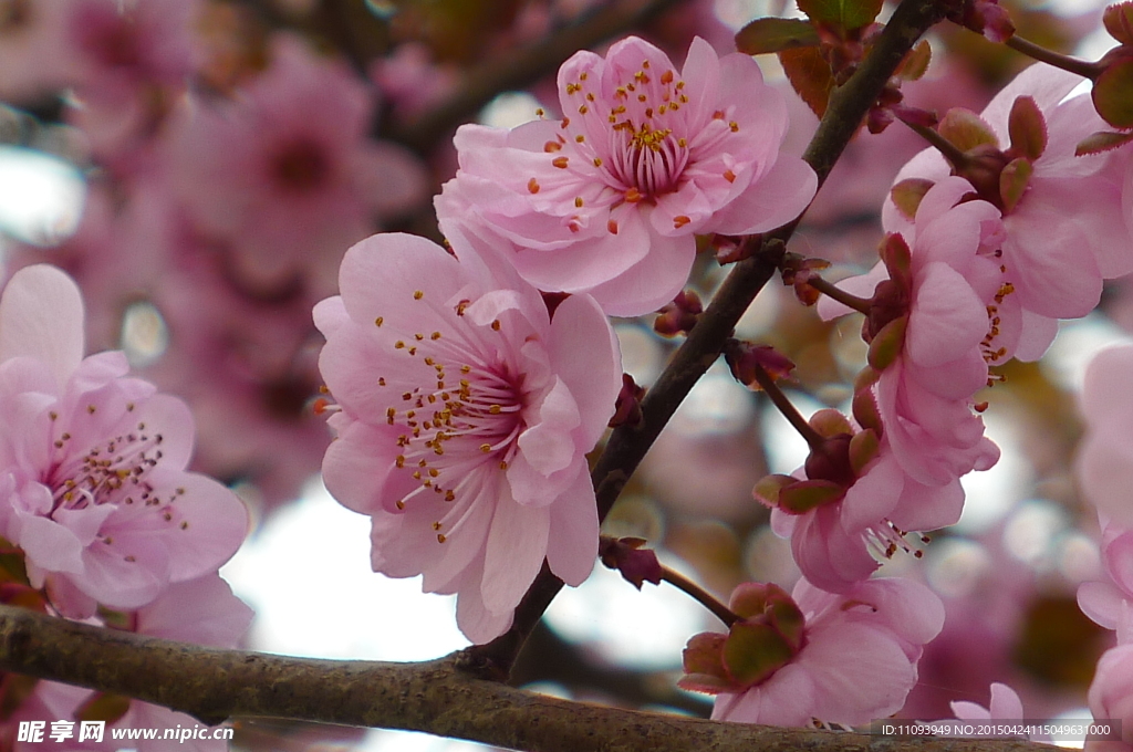 桃花