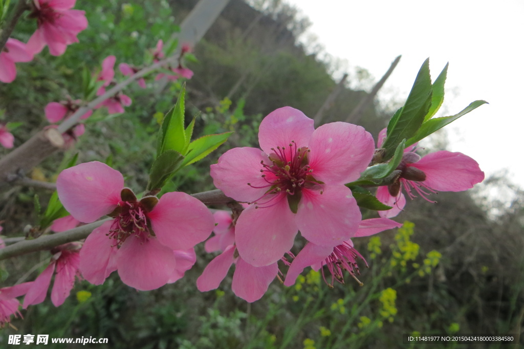 桃花