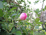蔷薇花