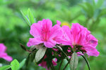 杜鹃花