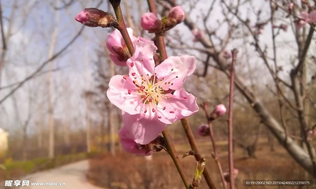 一枝桃花