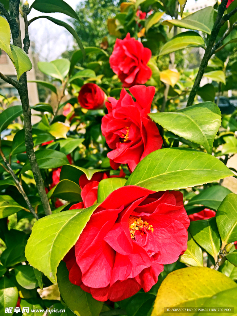 山茶花