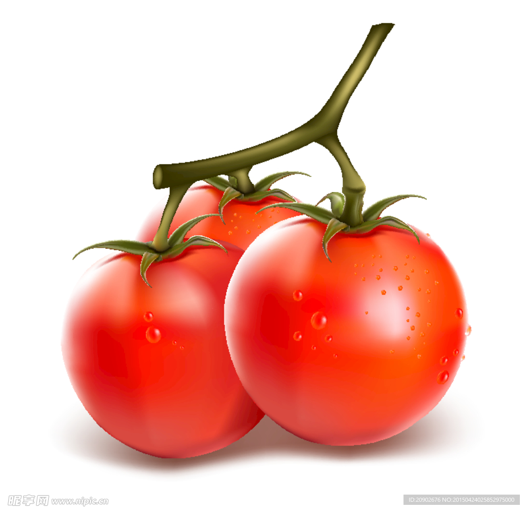 新鲜番茄矢量素材