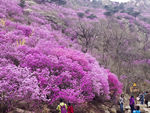 杜鹃花