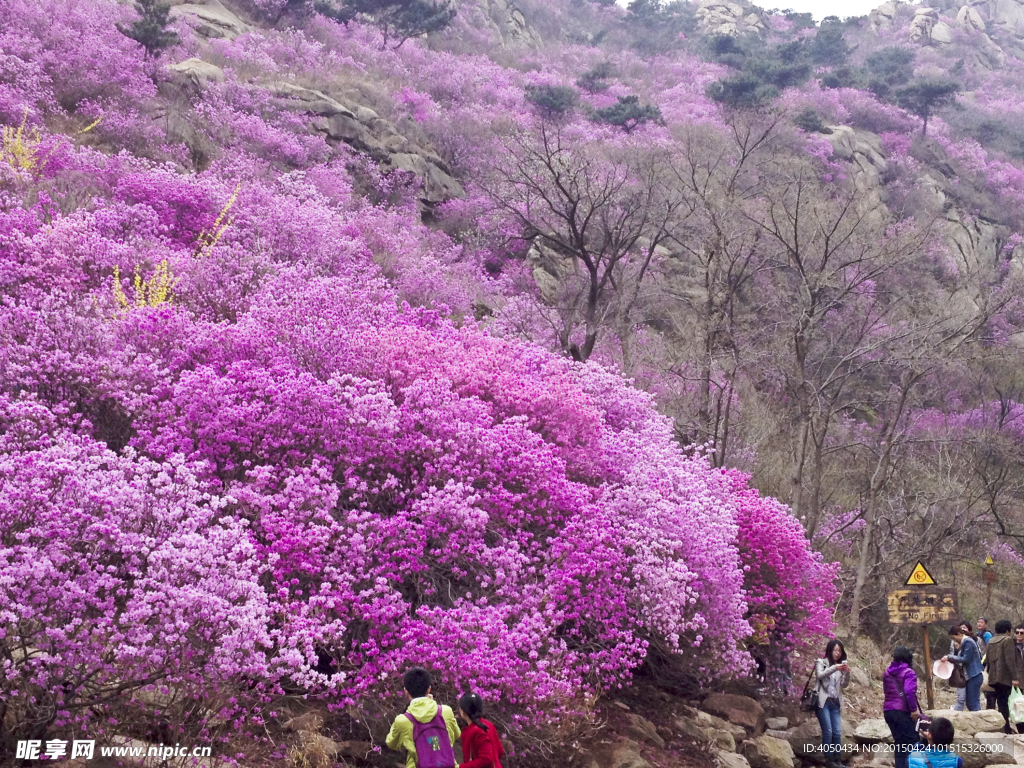 杜鹃花