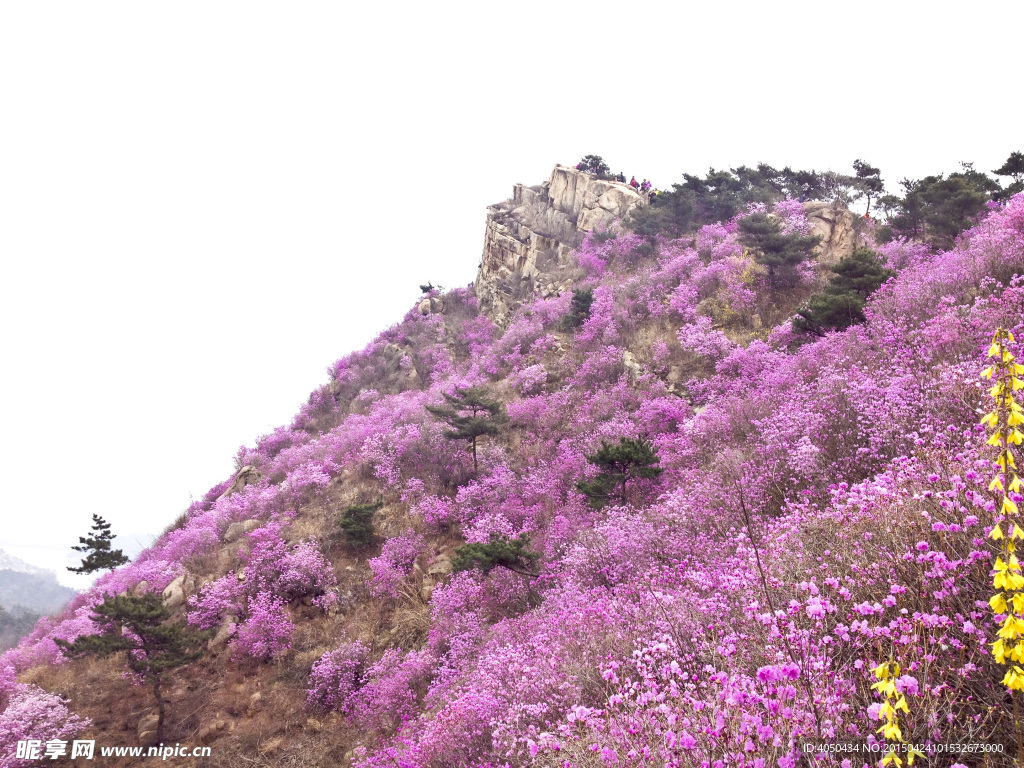 杜鹃花