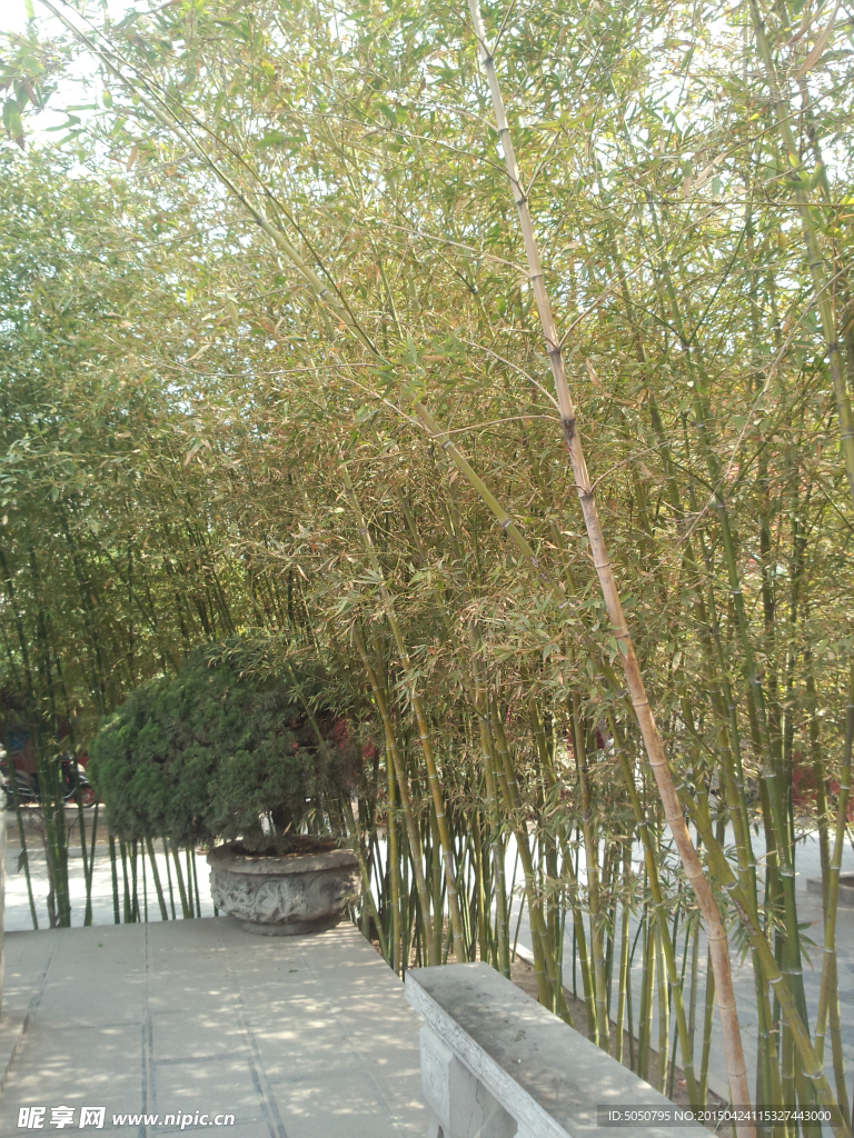 竹林摄影