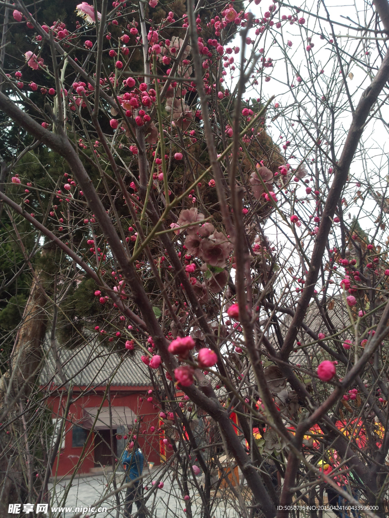 红色花树木