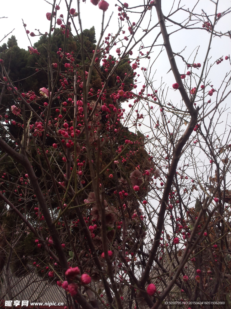 红色花树