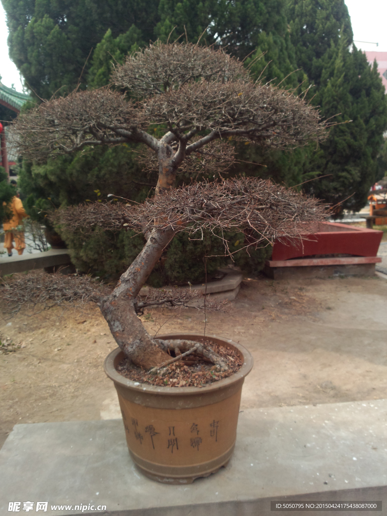 枯树盆栽