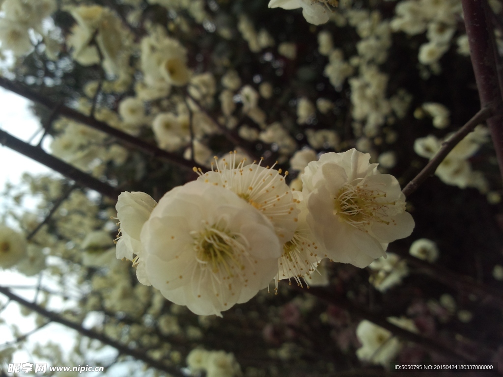 白色花树木