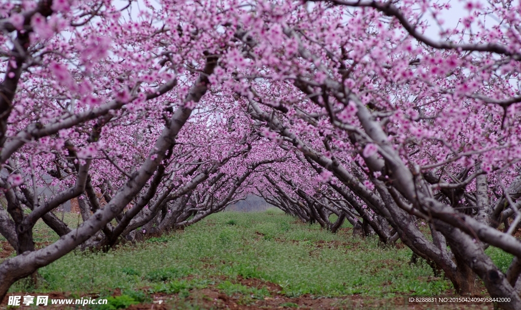 桃花