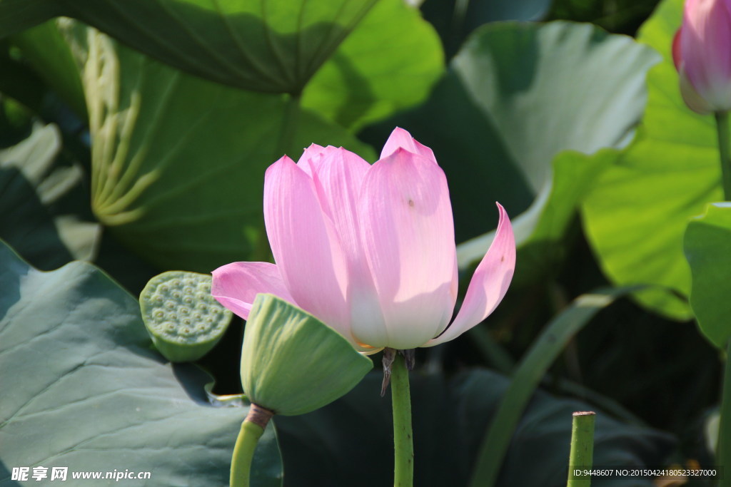 莲花莲蓬图片