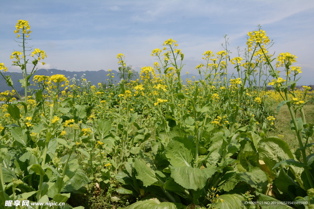 油菜花