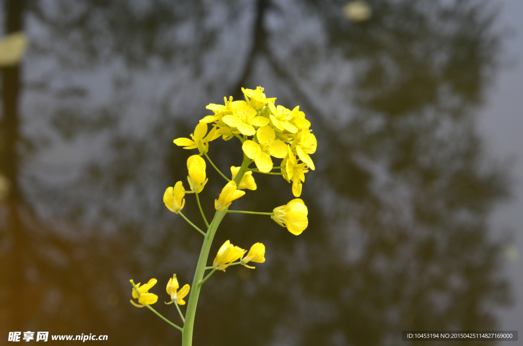 油菜花