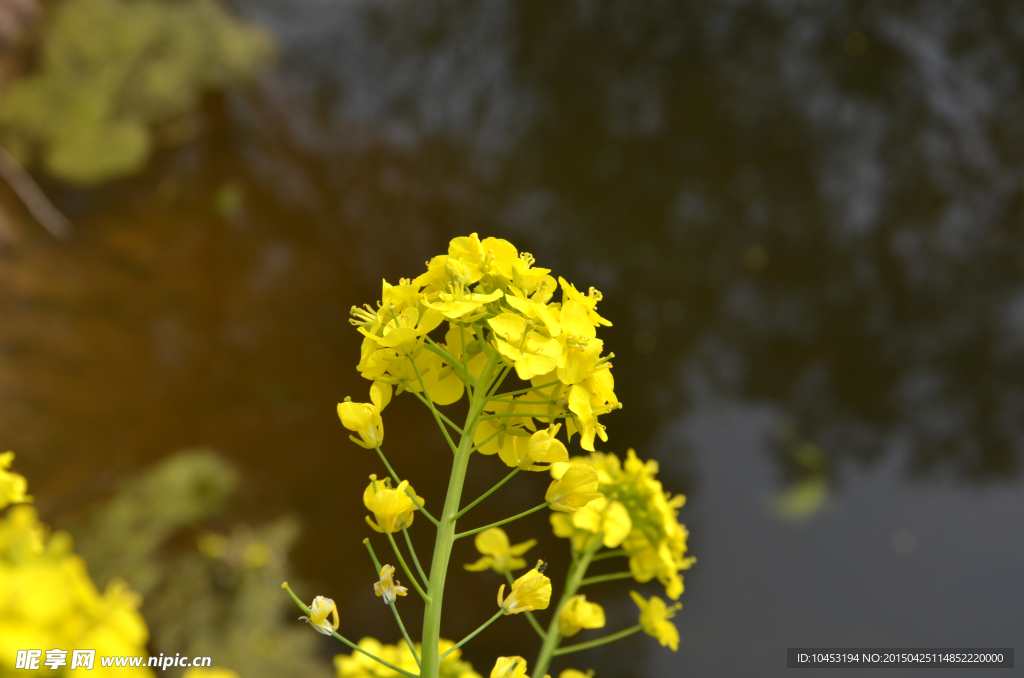 油菜花