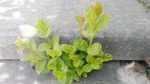 阶梯角落的小草