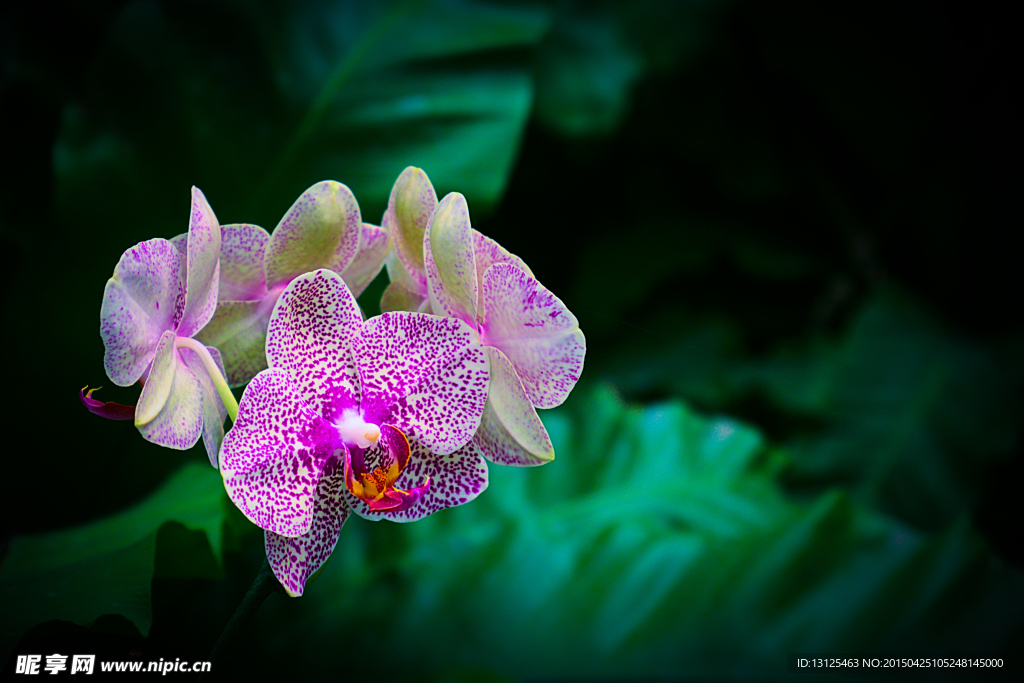 花草