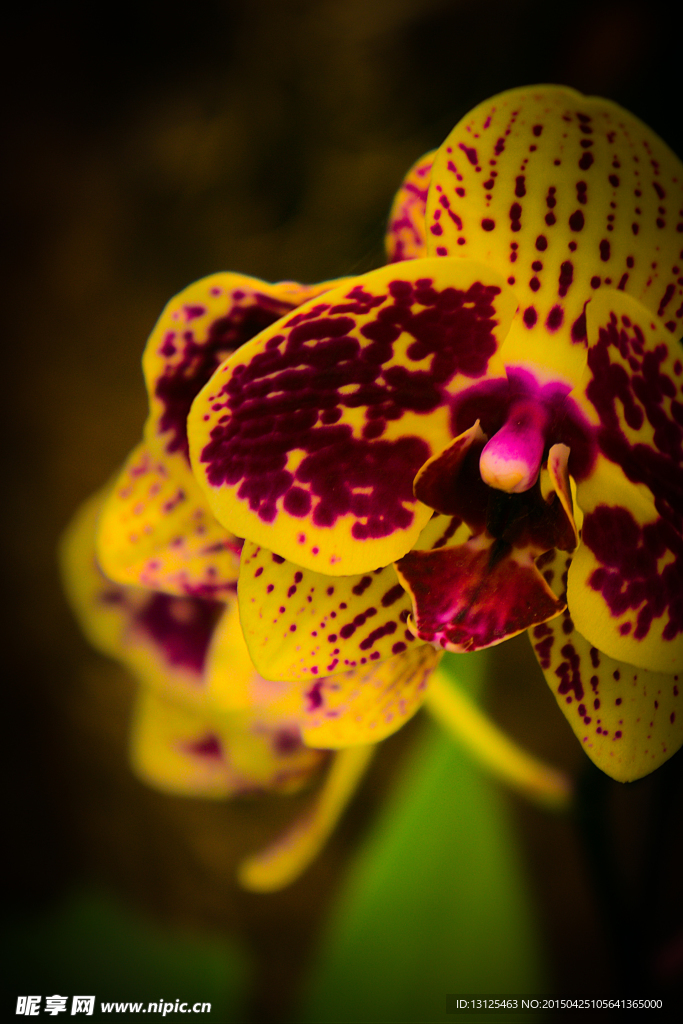 花草