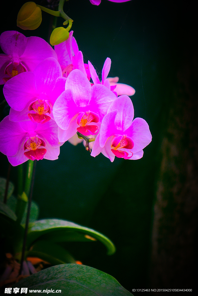 花草