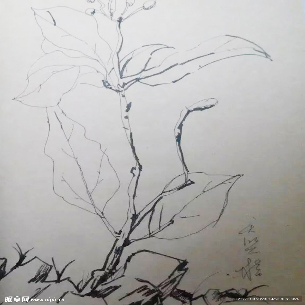 天竺桂