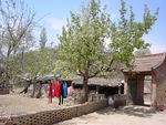 果园梨花景观