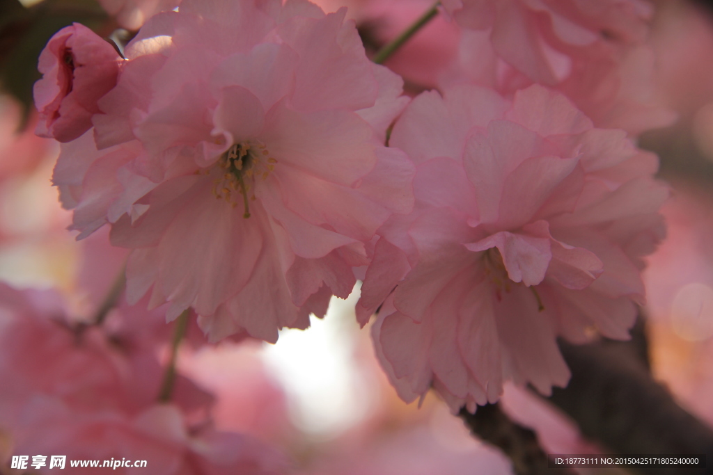 樱花写真