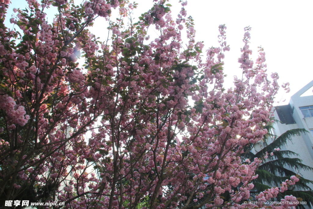 樱花