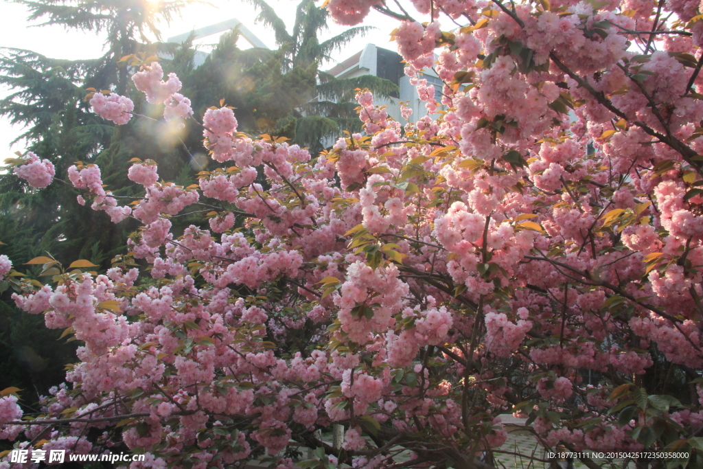 烂漫樱花