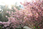 烂漫樱花