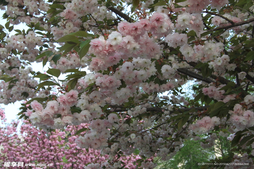 樱花写真