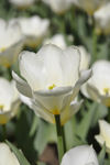 白色郁金香——纯洁的爱