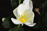 普瑞马斯-郁金香花卉图片