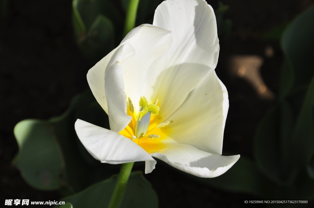 普瑞马斯-郁金香花卉图片