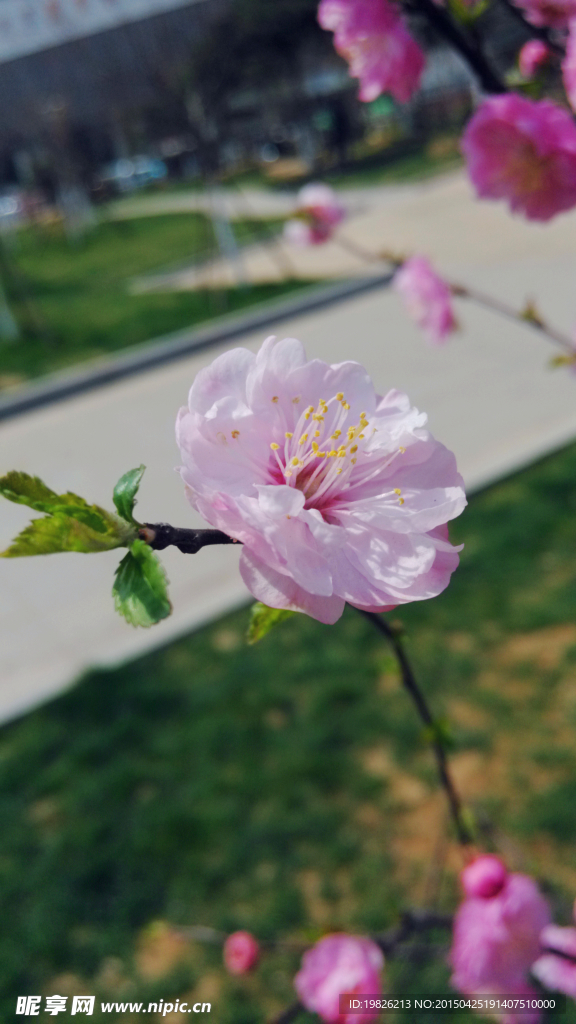 桃花 花蕾