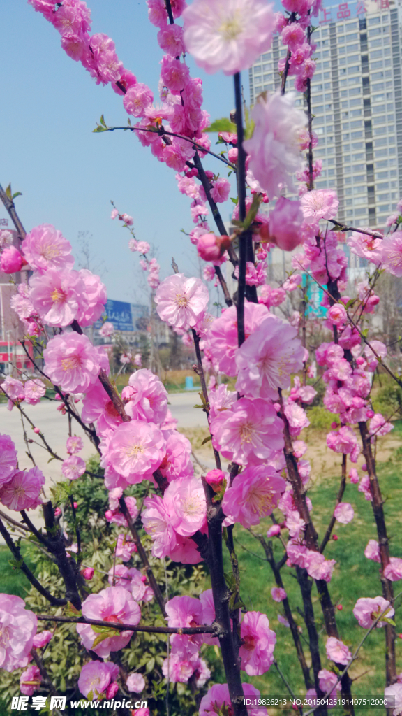 桃花 花蕾 红花