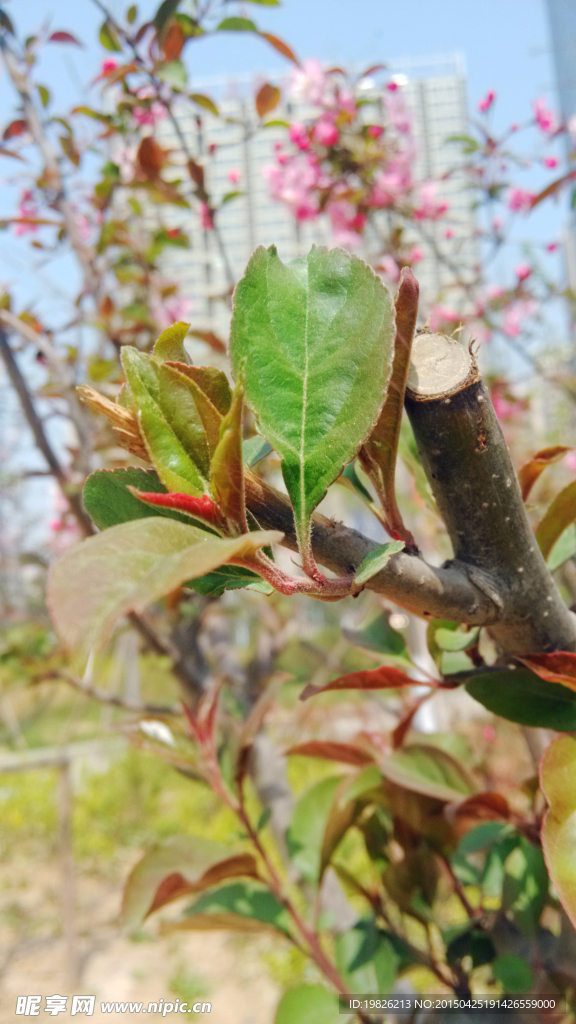 花草 花卉