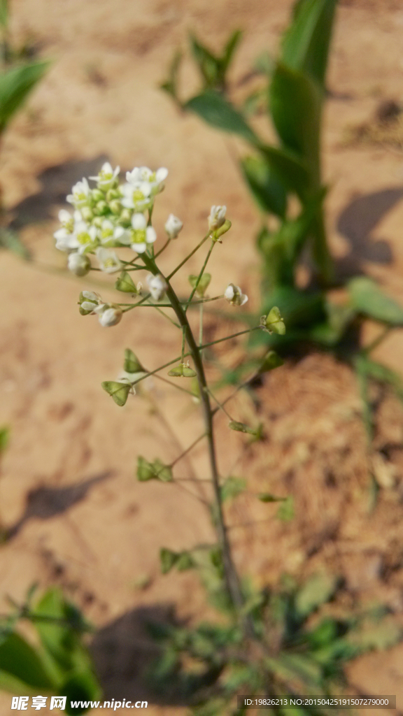 白色小花