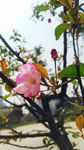 樱花  花蕾