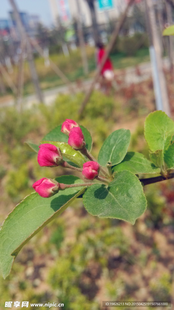 花蕾 樱花